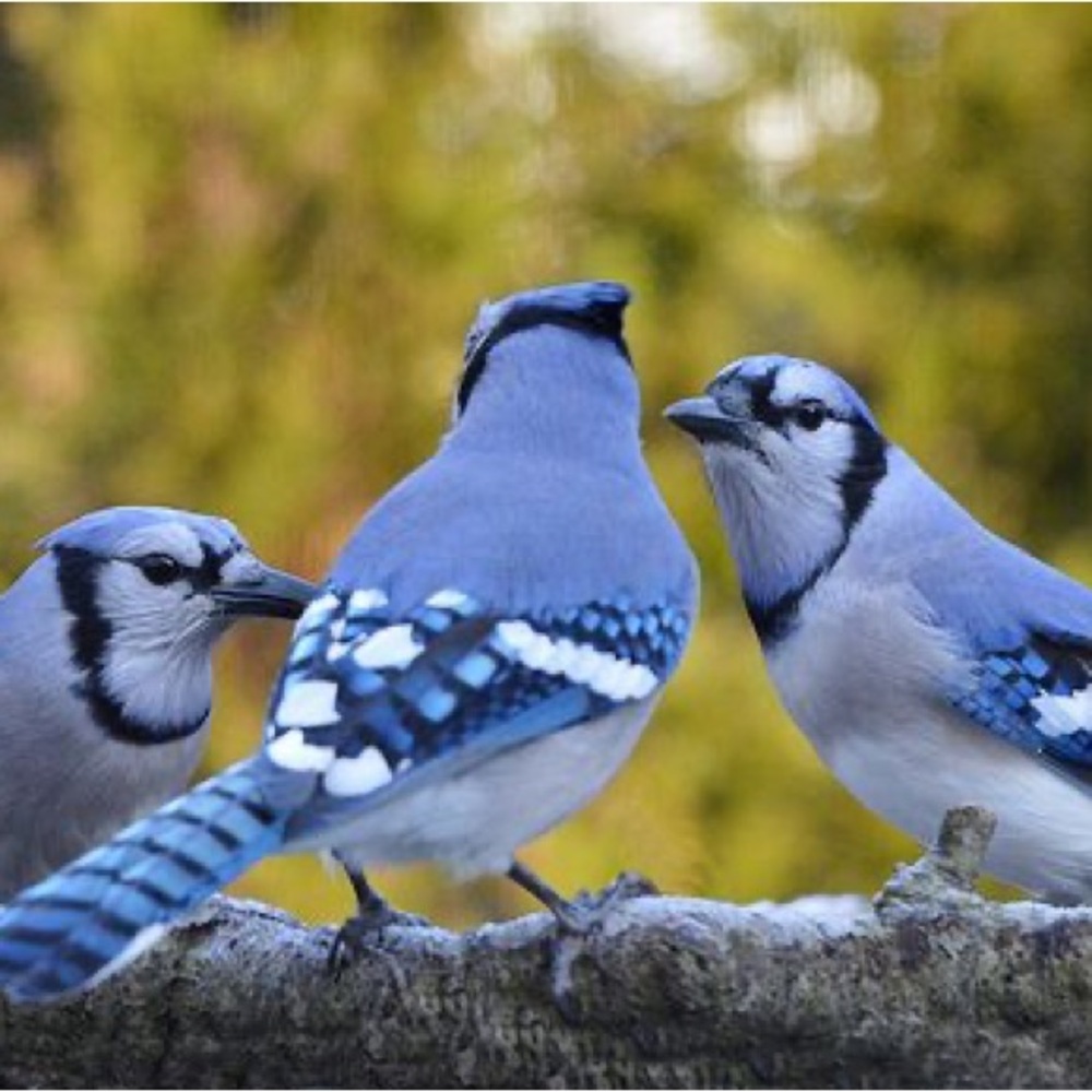 Meet your Posher, Jubilee+jayde